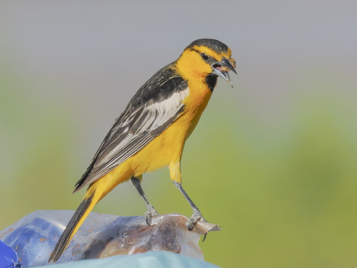 Bullock's Oriole - ML620327369