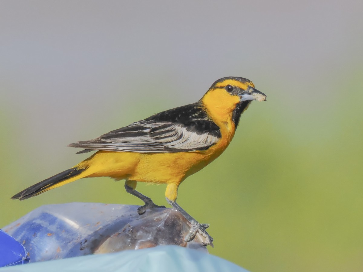 Bullock's Oriole - ML620327371