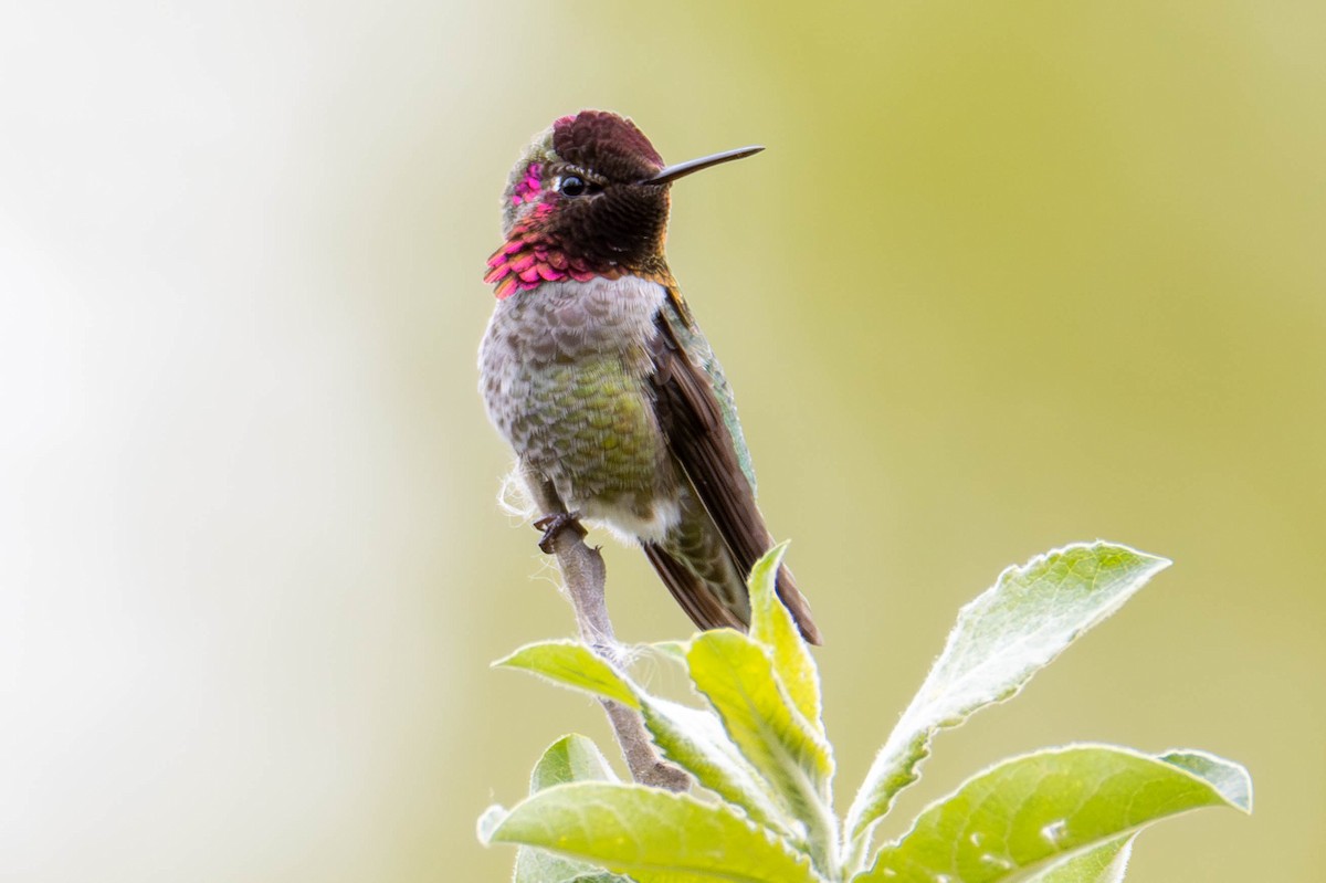 Anna's Hummingbird - ML620327377