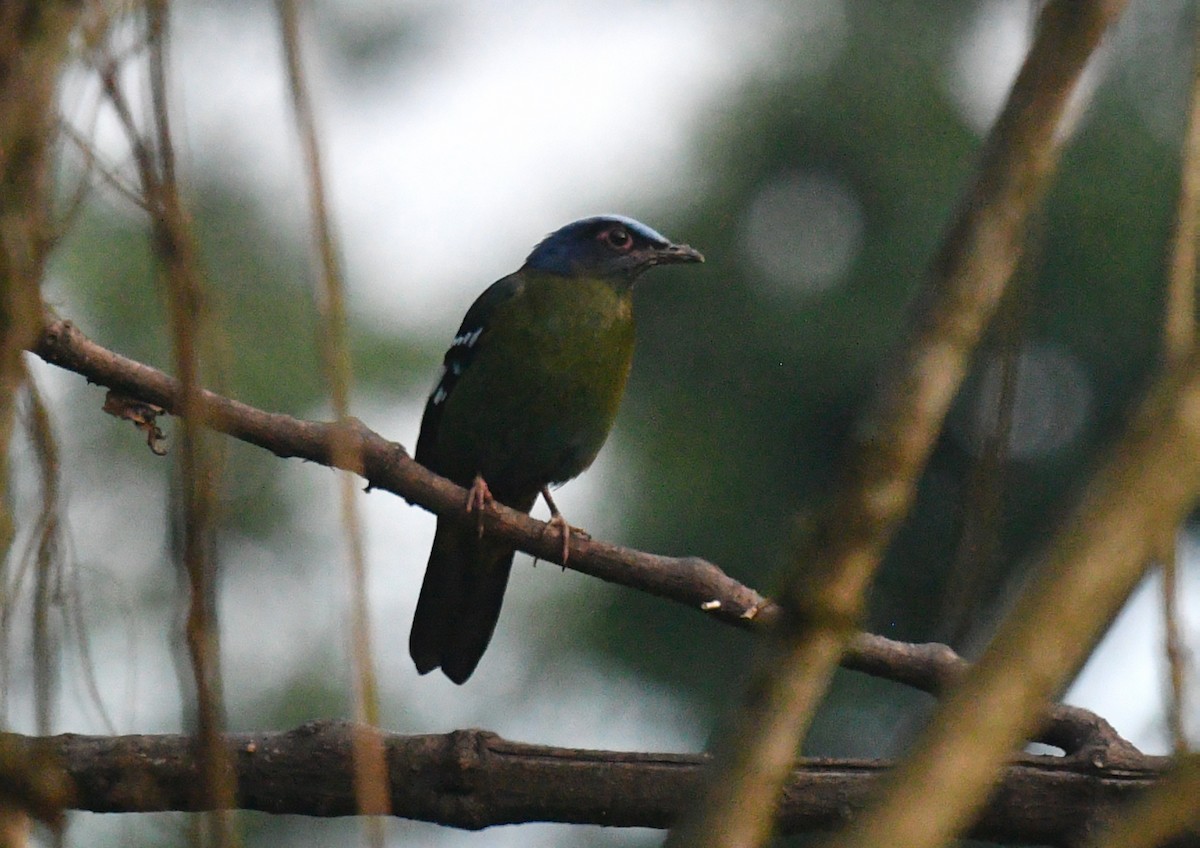 Green Cochoa - Rofikul Islam