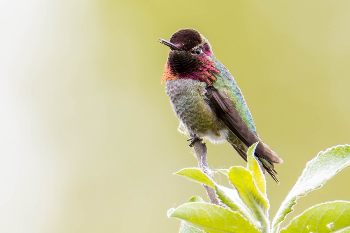 Anna's Hummingbird - ML620327383