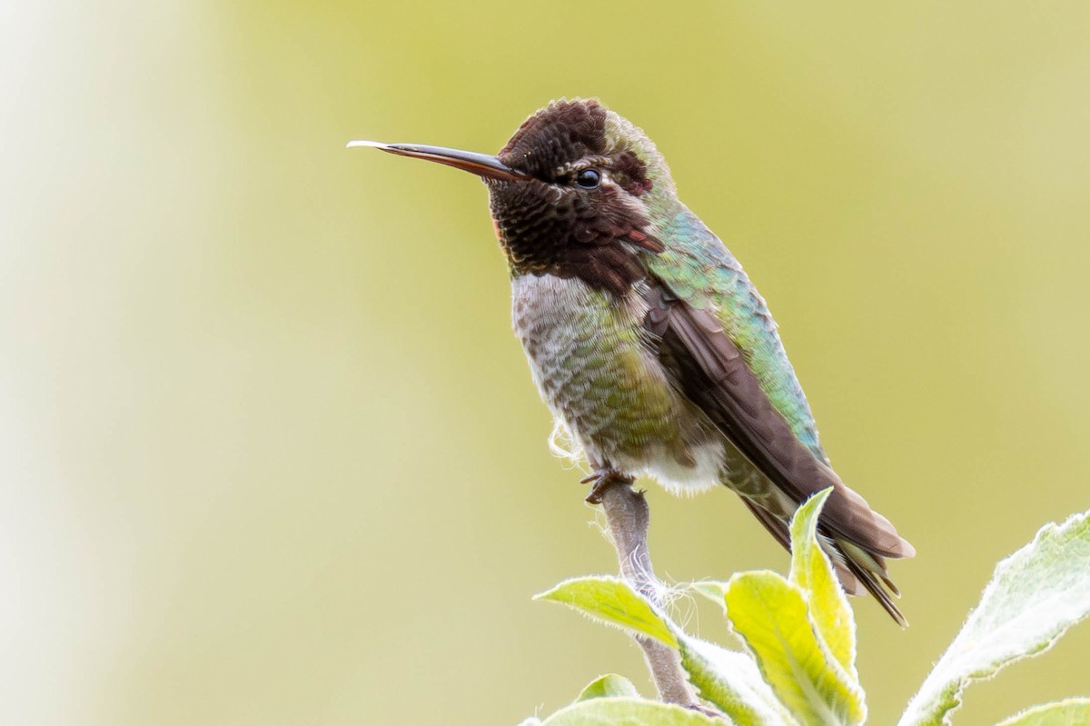 Anna's Hummingbird - ML620327384