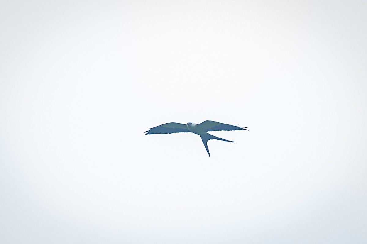 Swallow-tailed Kite - ML620327390