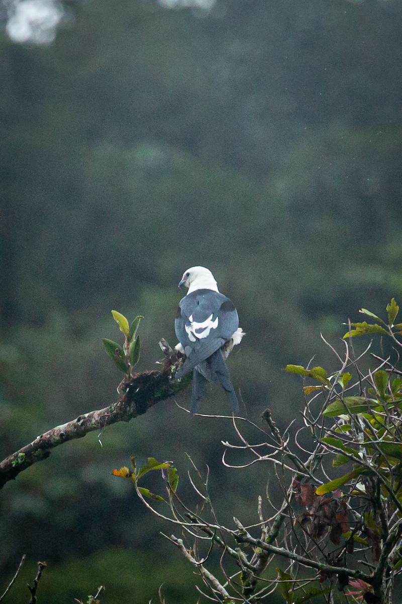 Swallow-tailed Kite - ML620327391