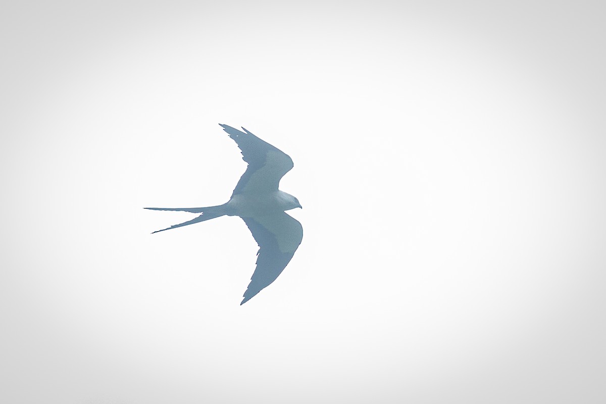 Swallow-tailed Kite - ML620327392