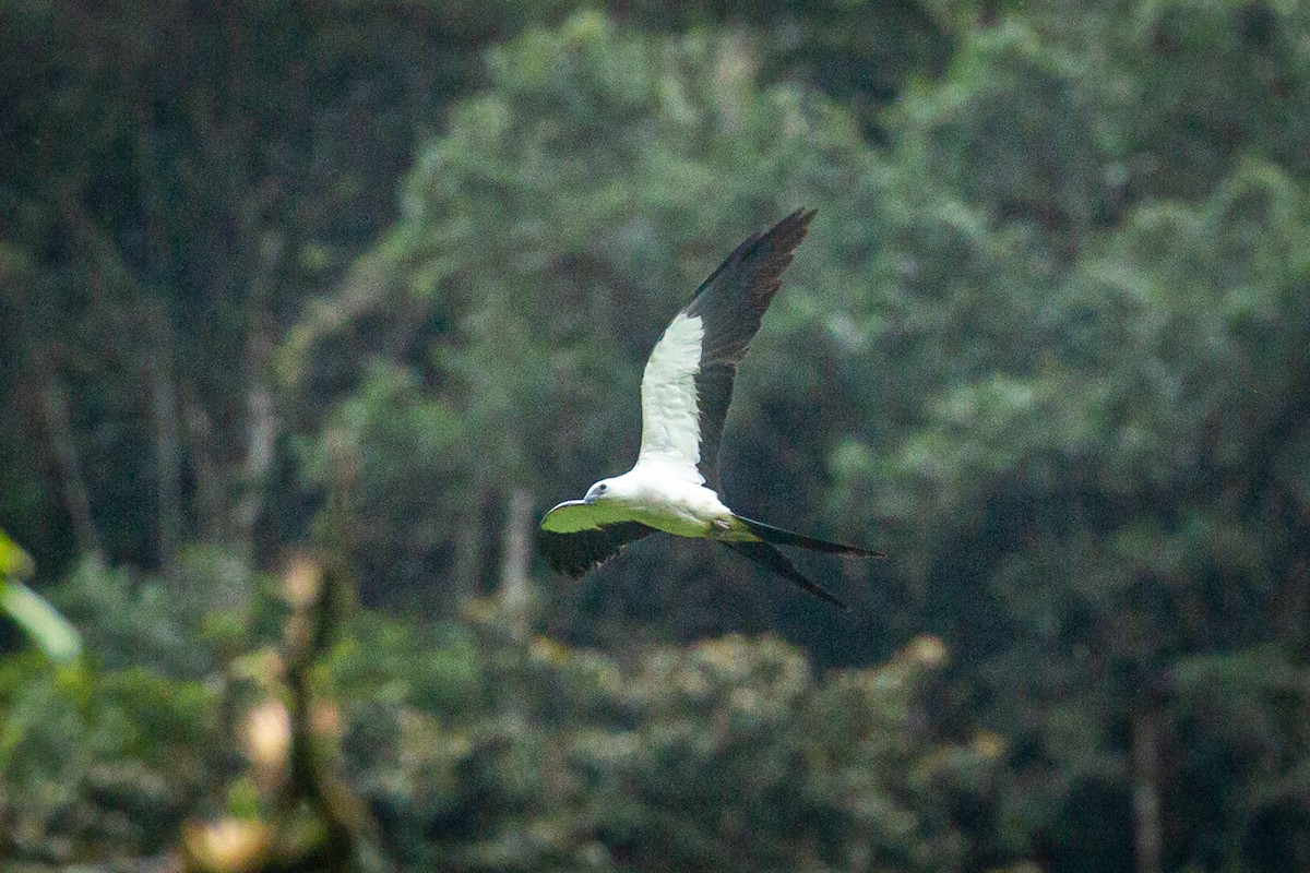 Swallow-tailed Kite - ML620327393