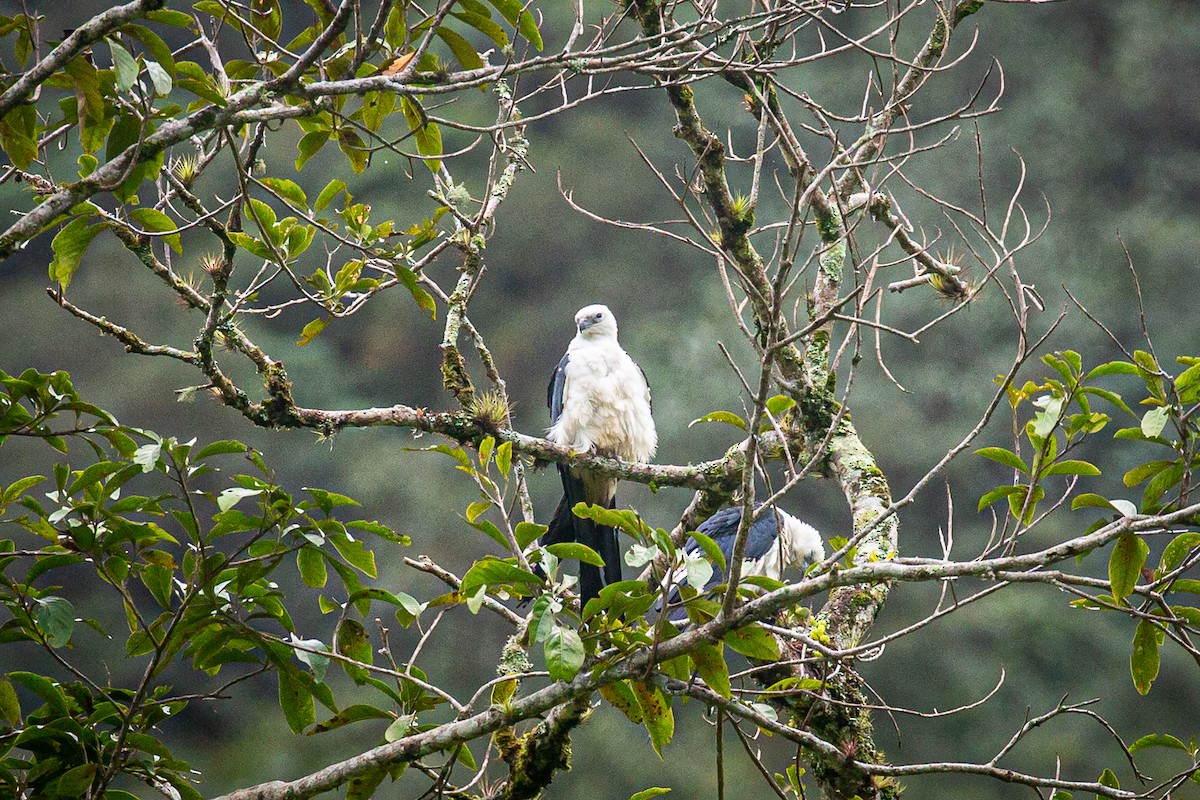 Swallow-tailed Kite - ML620327401