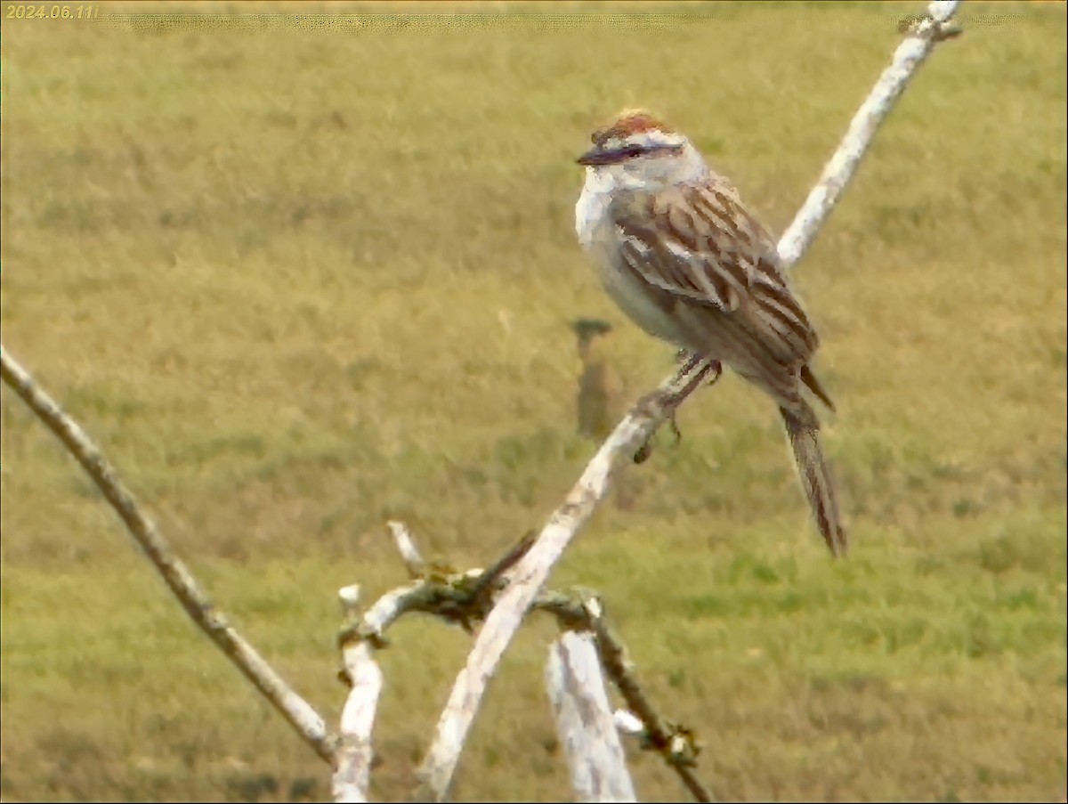 Chipping Sparrow - ML620327414