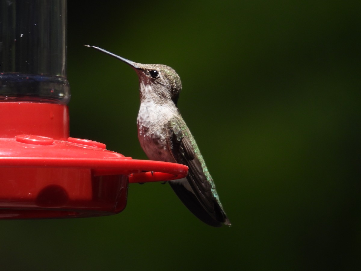 Anna's Hummingbird - ML620327424