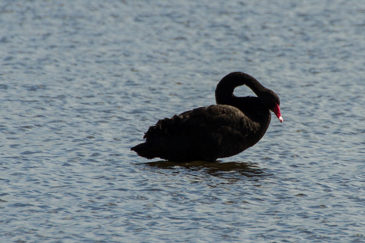 Black Swan - ML620327426
