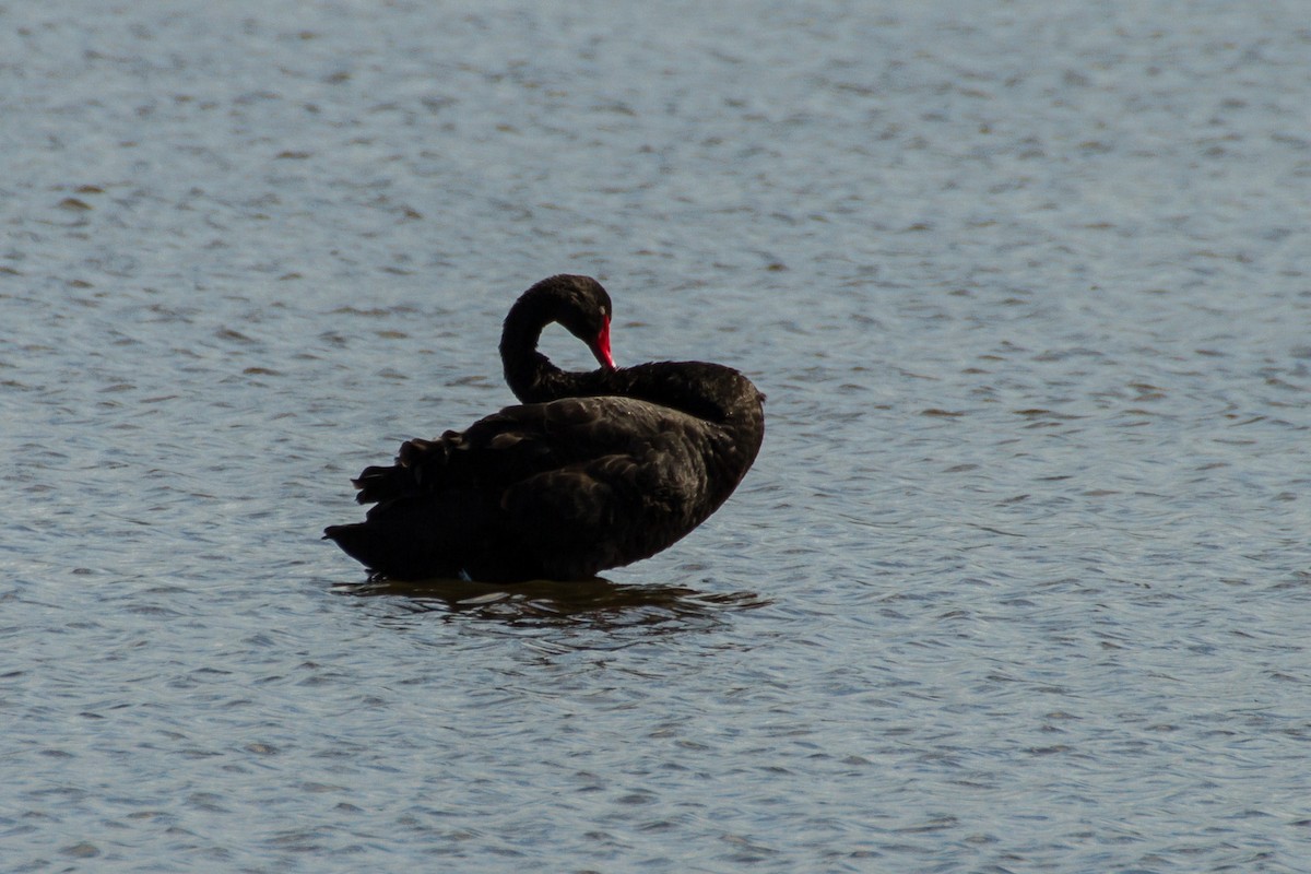 Black Swan - ML620327427