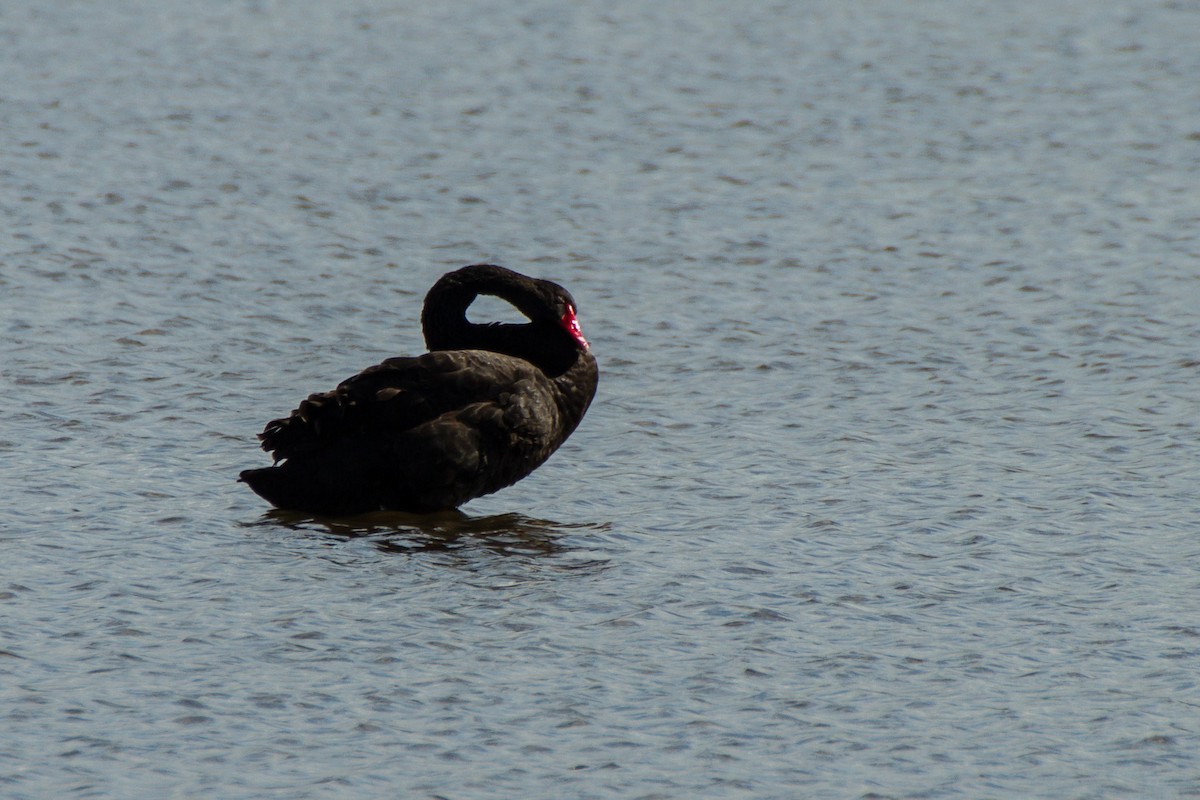 Black Swan - ML620327428