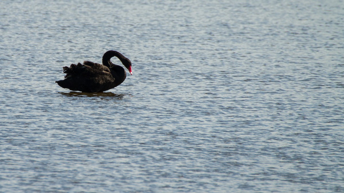 Black Swan - ML620327429
