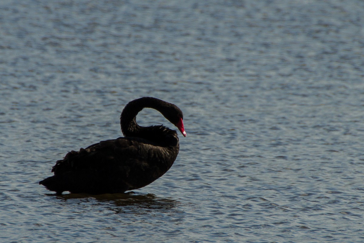 Black Swan - ML620327430