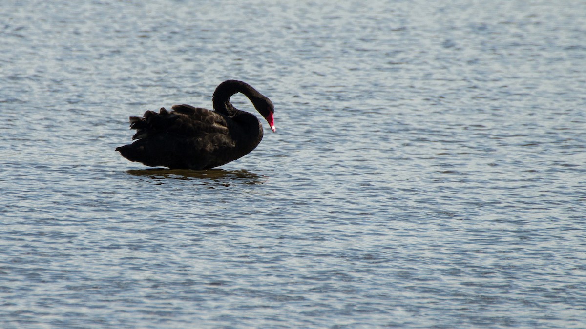 Black Swan - ML620327431