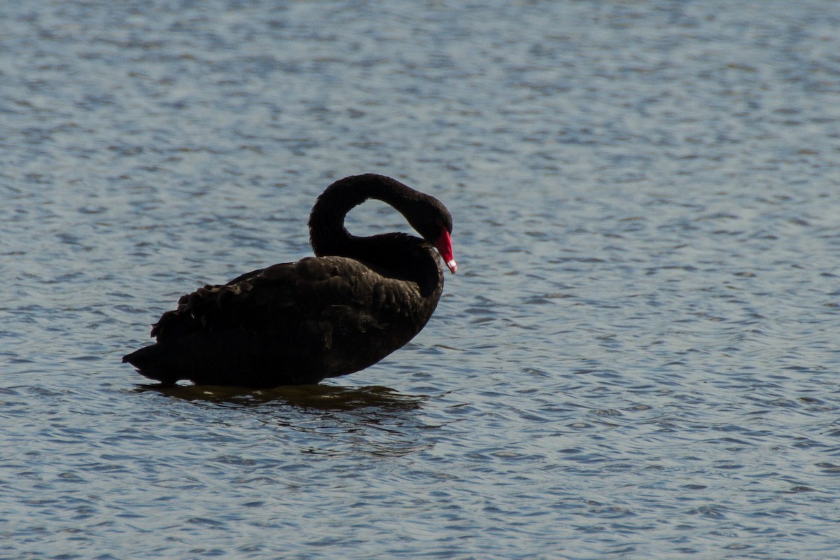 Black Swan - ML620327432