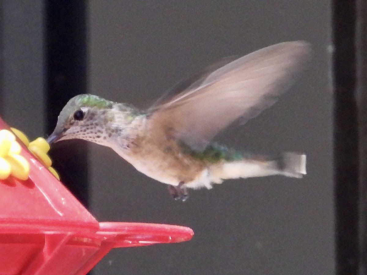 Broad-tailed Hummingbird - John Amoroso