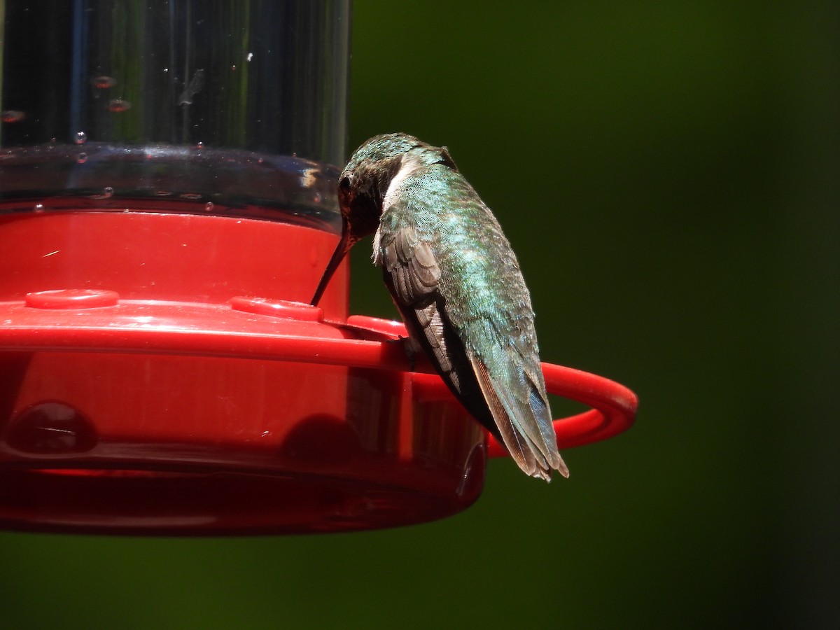 Broad-tailed Hummingbird - ML620327434