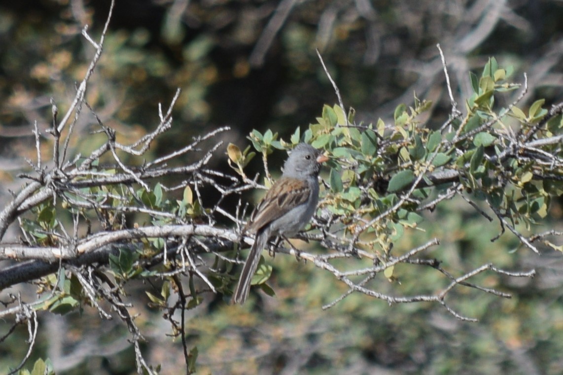 Black-chinned Sparrow - ML620327471