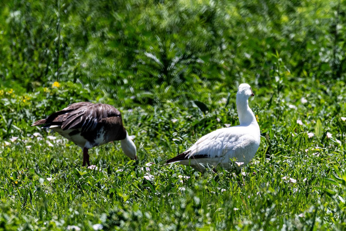 Snow Goose - ML620327472