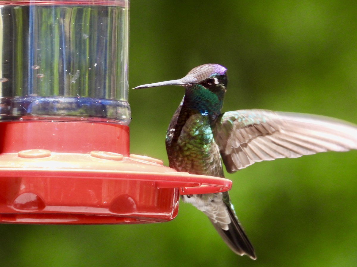 Colibrí Magnífico - ML620327476