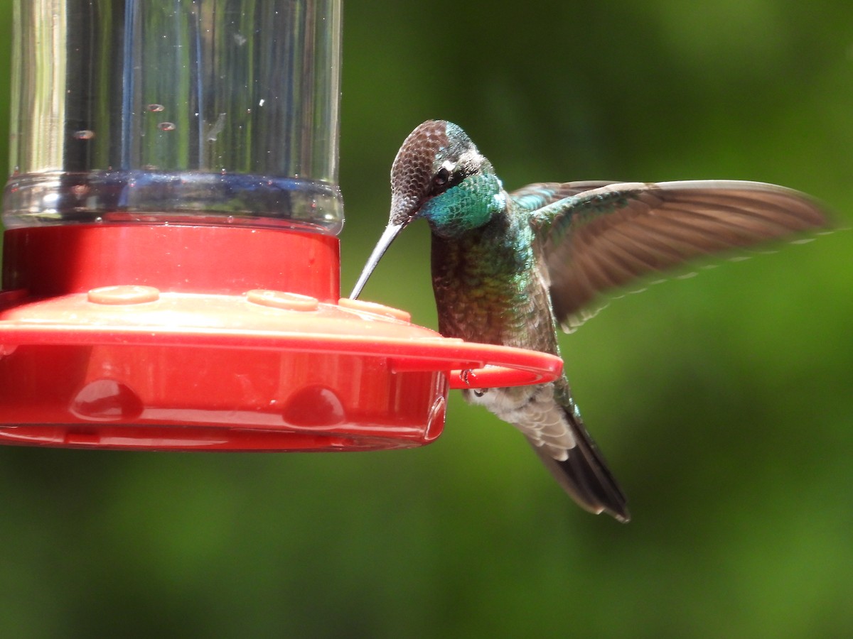 kolibřík skvostný - ML620327477