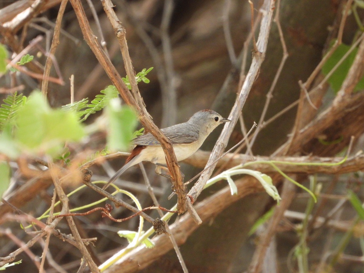 Lucy's Warbler - ML620327491