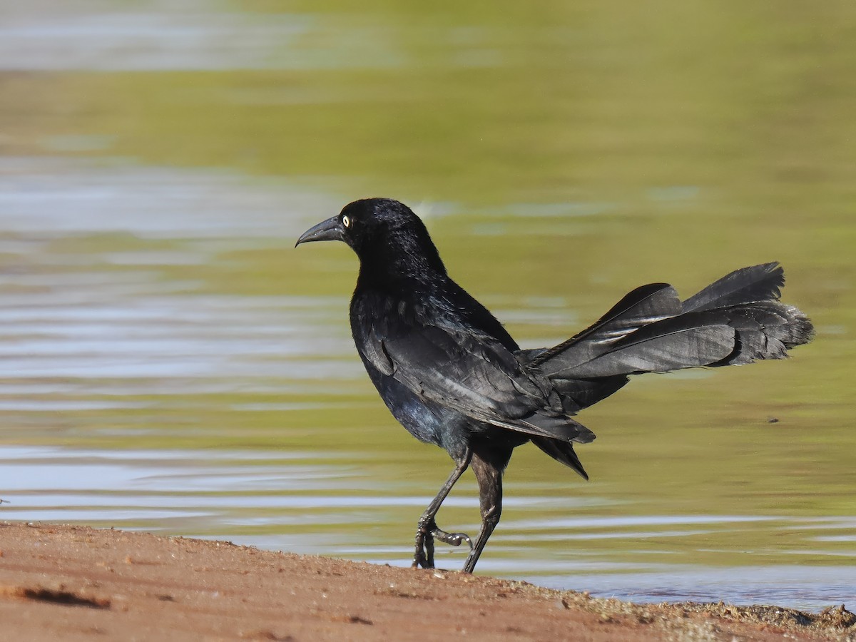 Great-tailed Grackle - ML620327512