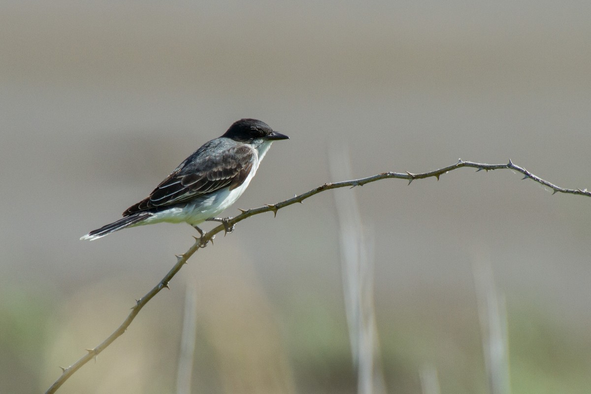 Eastern Kingbird - ML620327522