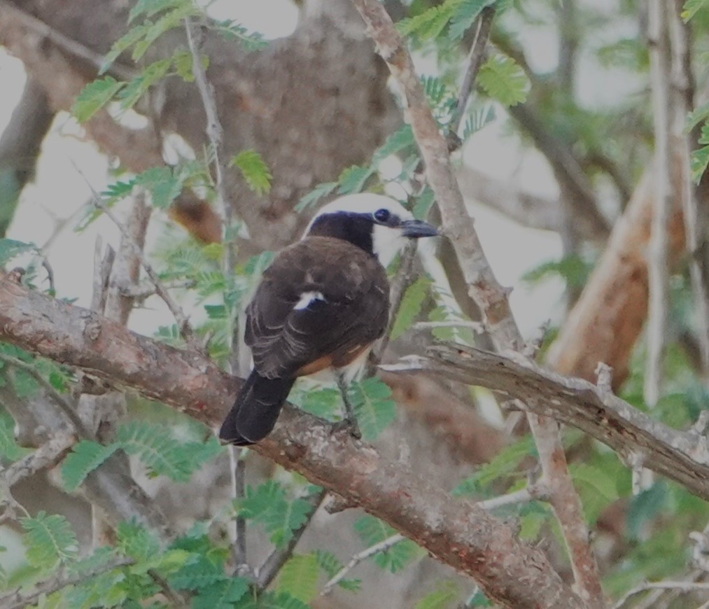 White-rumped Shrike - ML620327526