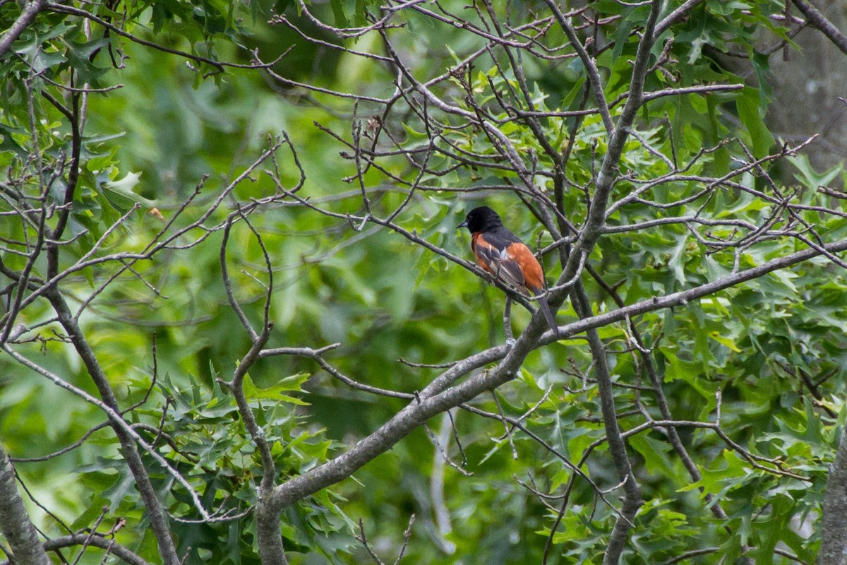 Orchard Oriole - ML620327539