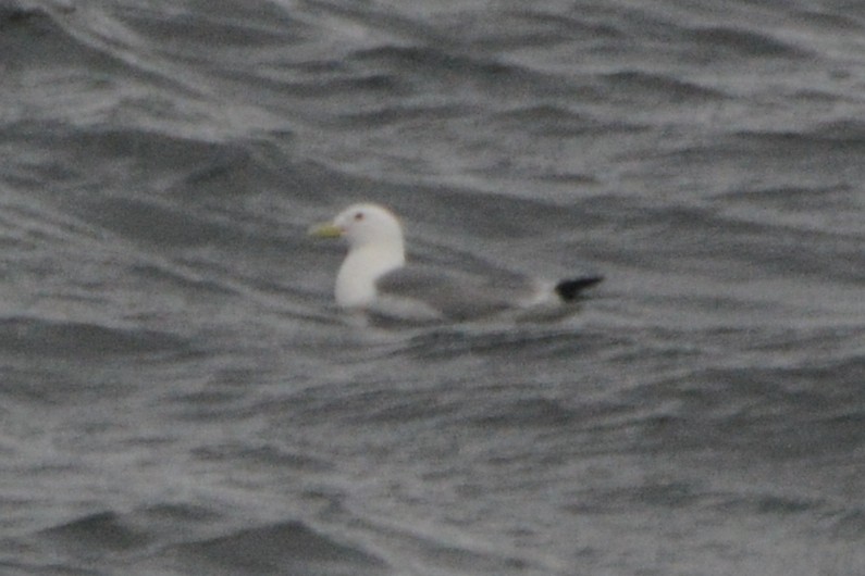 Mouette tridactyle - ML620327541