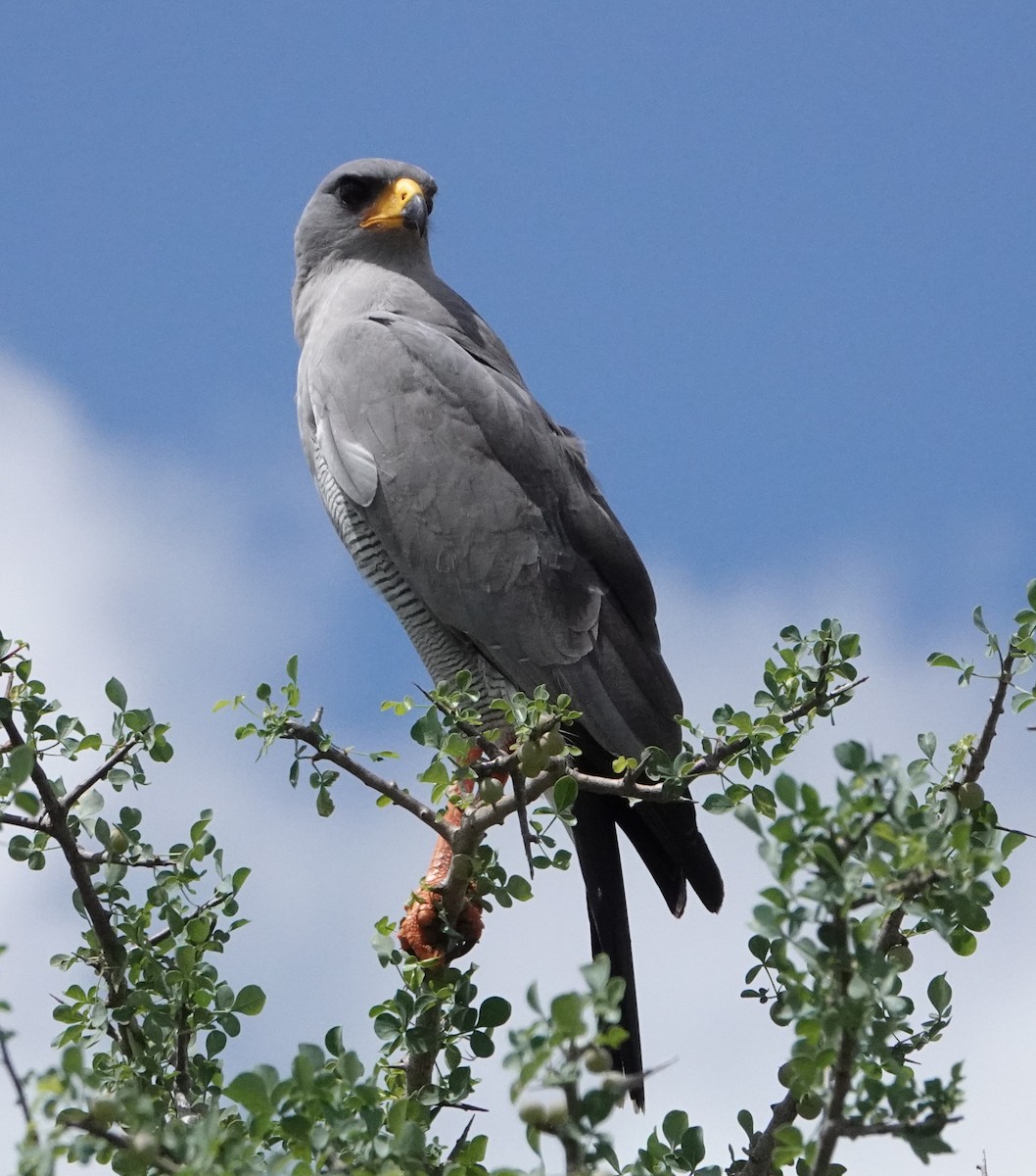 Eastern Chanting-Goshawk - ML620327542