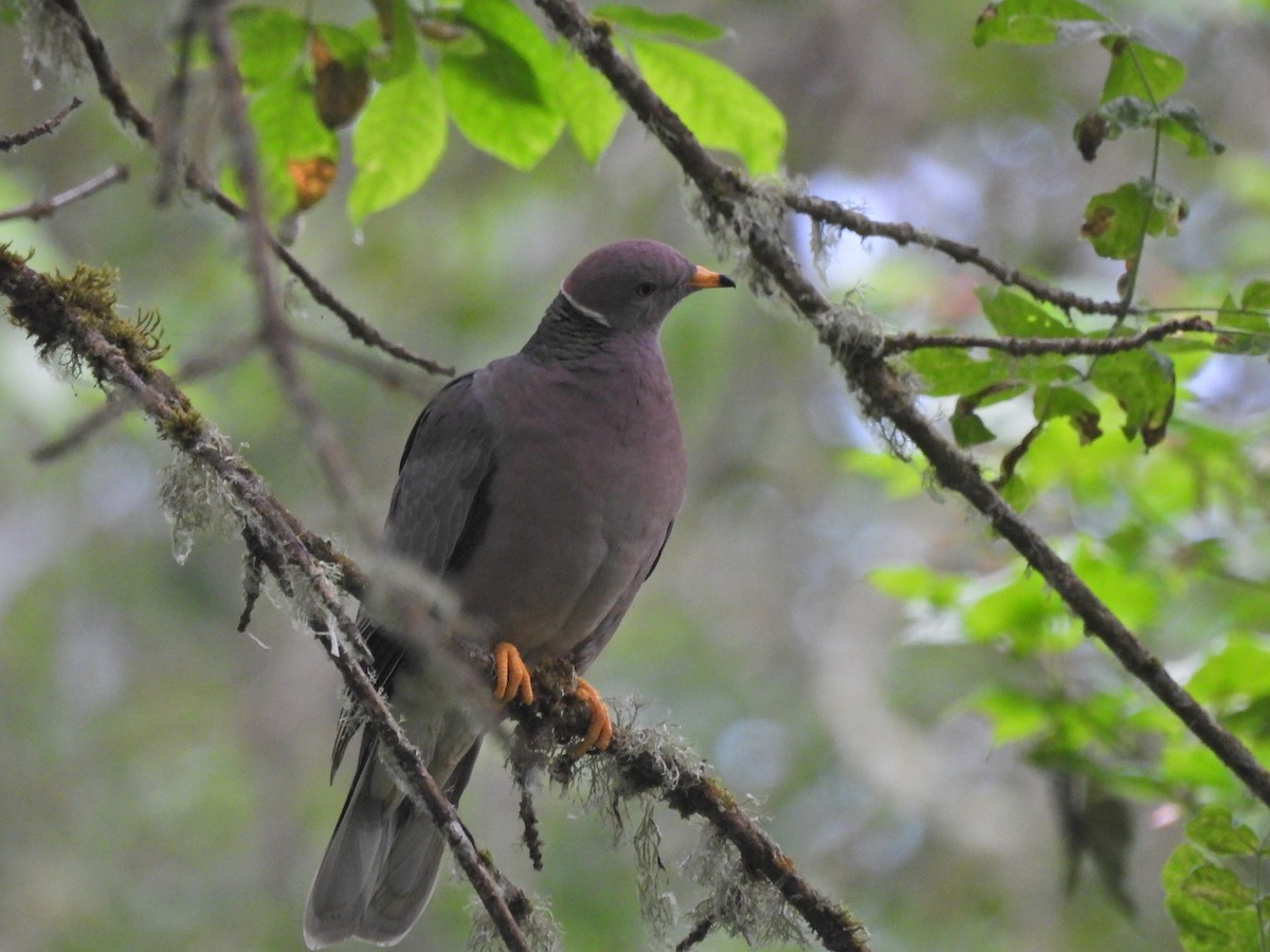 Band-tailed Pigeon - ML620327544