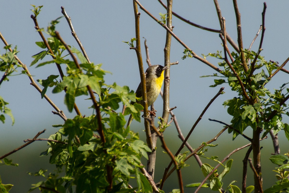 Weidengelbkehlchen - ML620327546