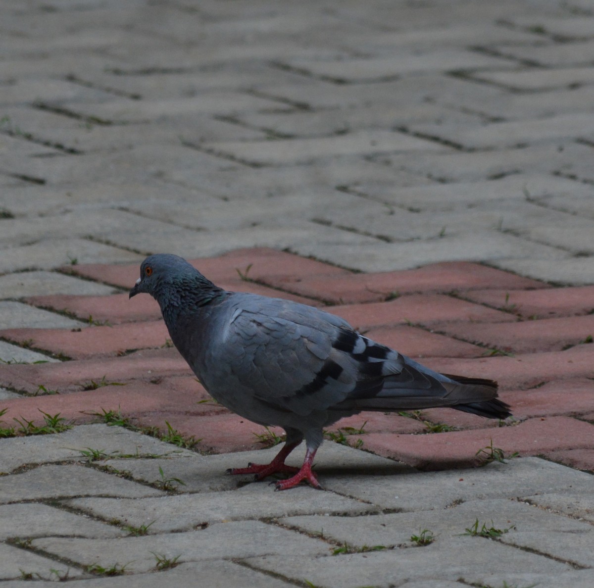 Rock Pigeon (Feral Pigeon) - ML620327556