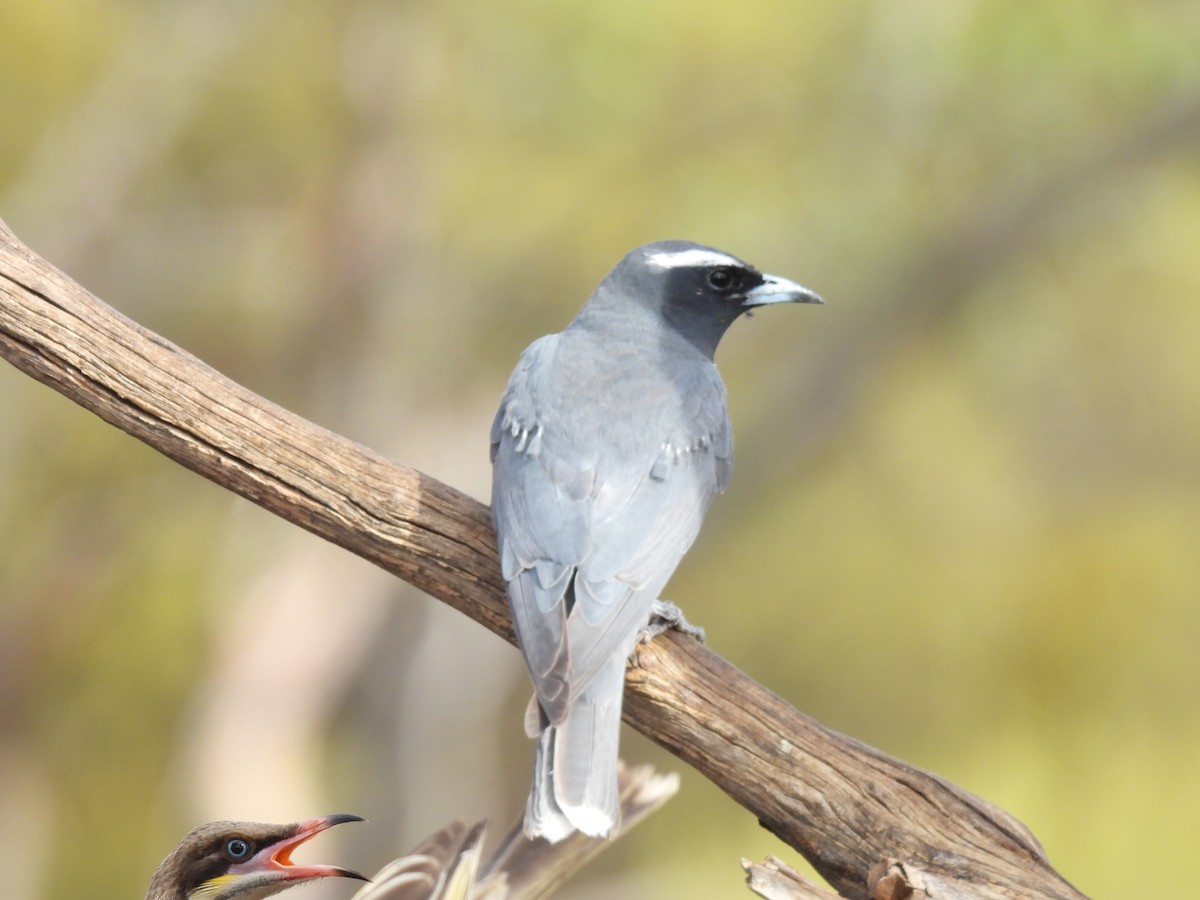 White-browed Woodswallow - ML620327557