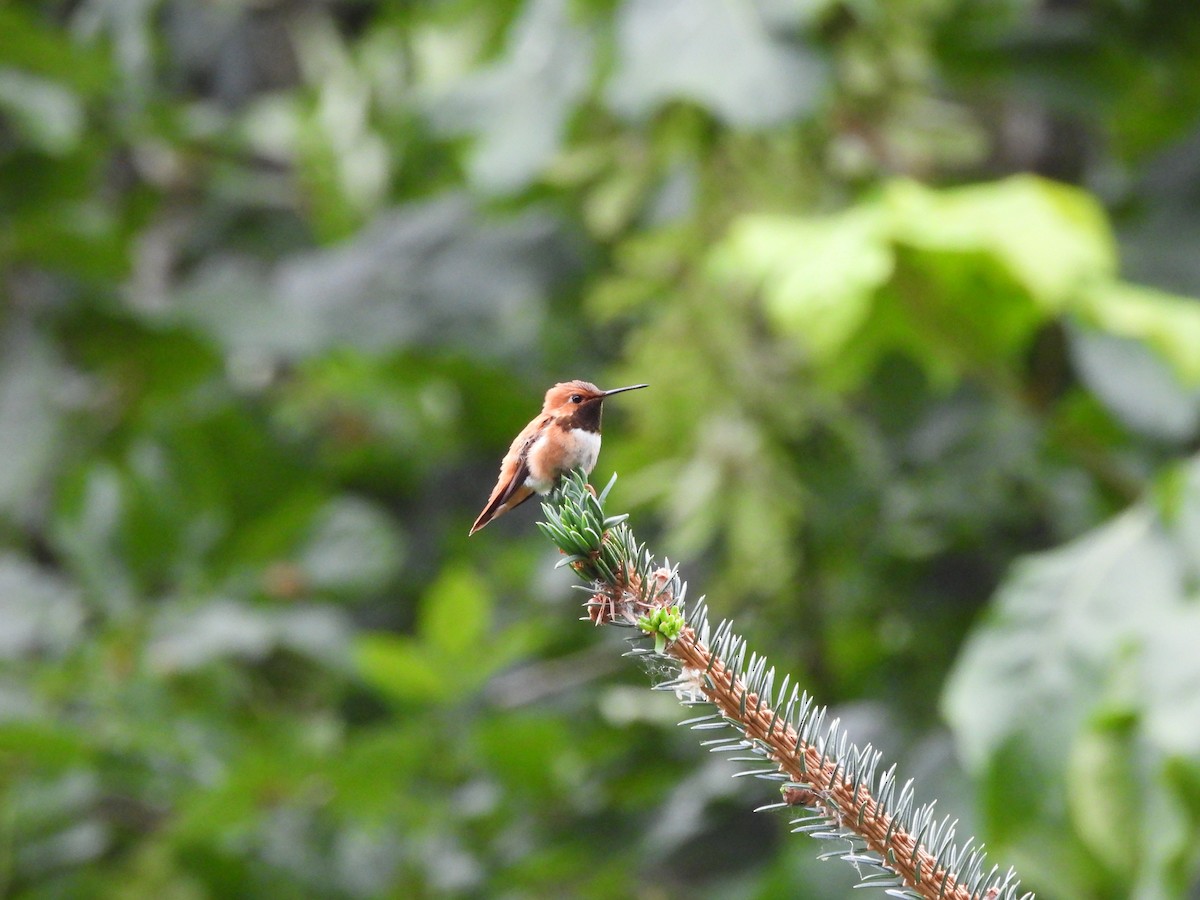 Rufous Hummingbird - ML620327571