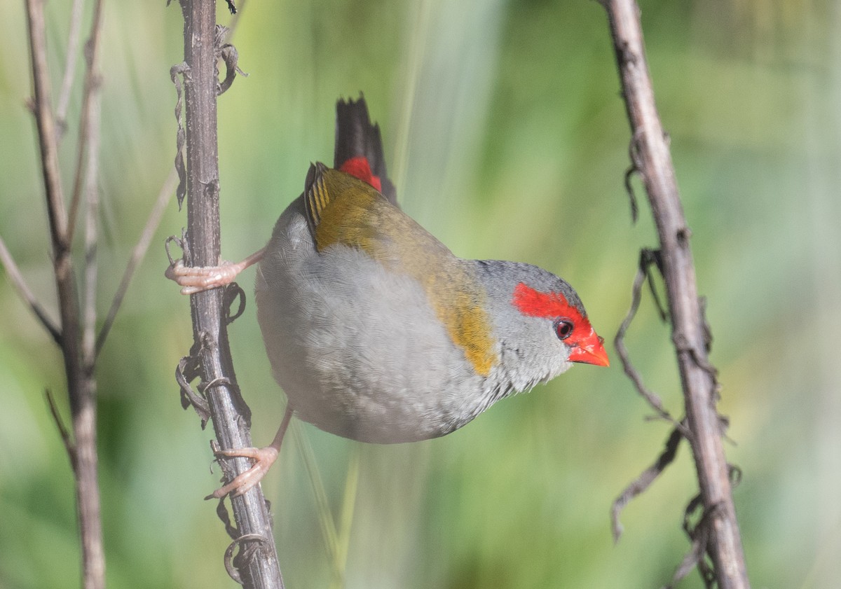 Red-browed Firetail - ML620327575