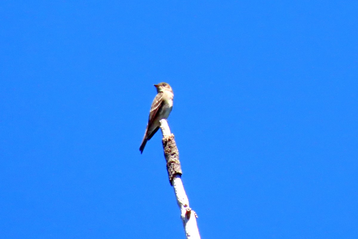 Olive-sided Flycatcher - ML620327583