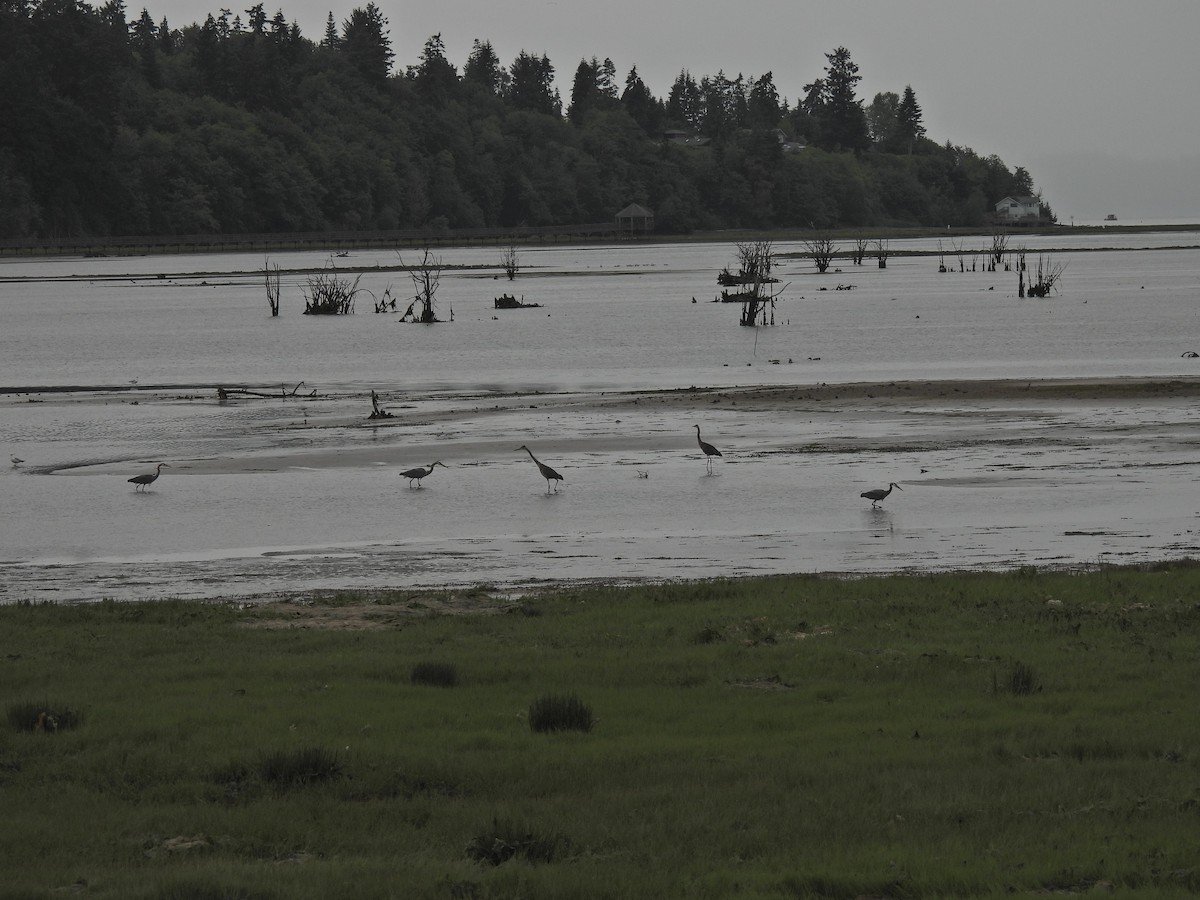 Great Blue Heron - ML620327586