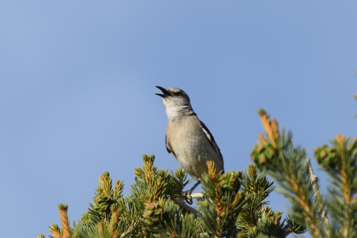 Northern Mockingbird - ML620327593