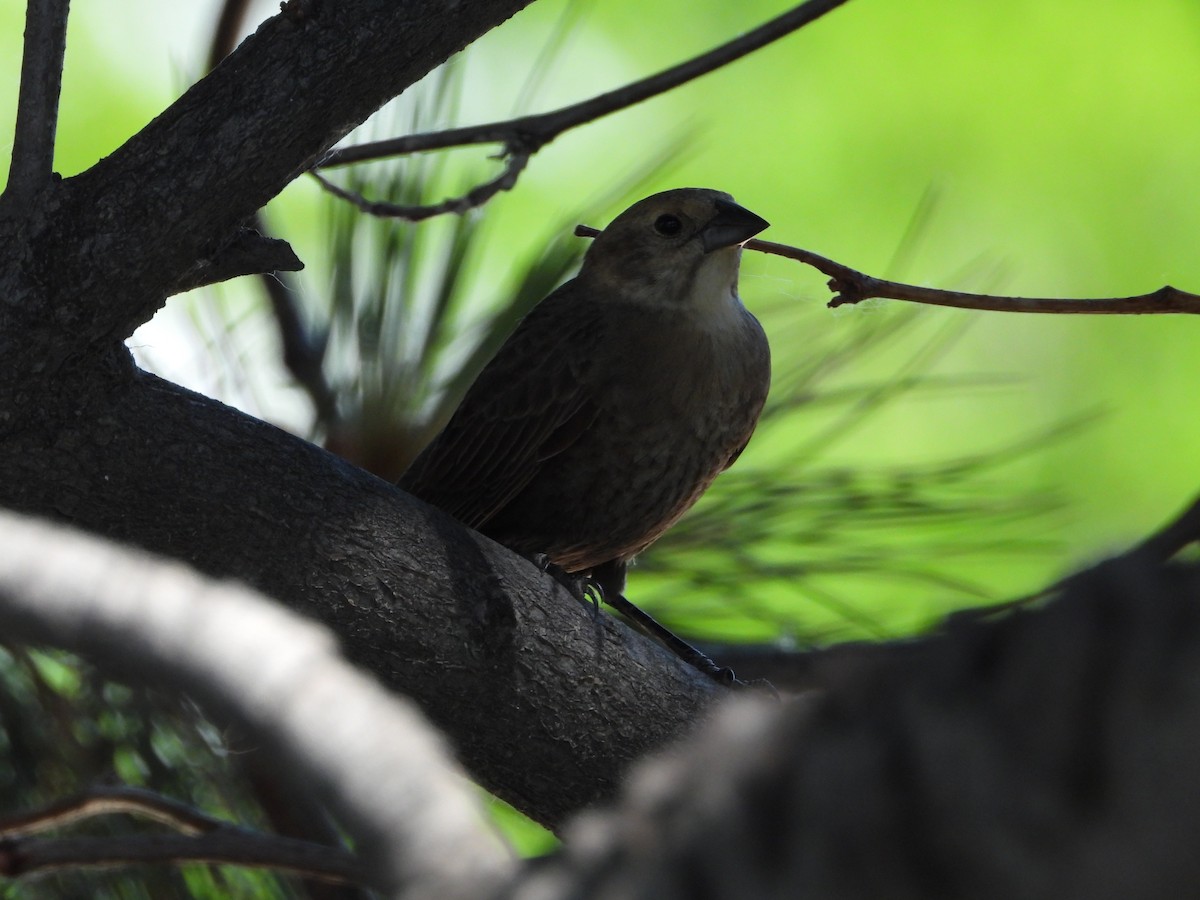 Brown-headed Cowbird - ML620327594