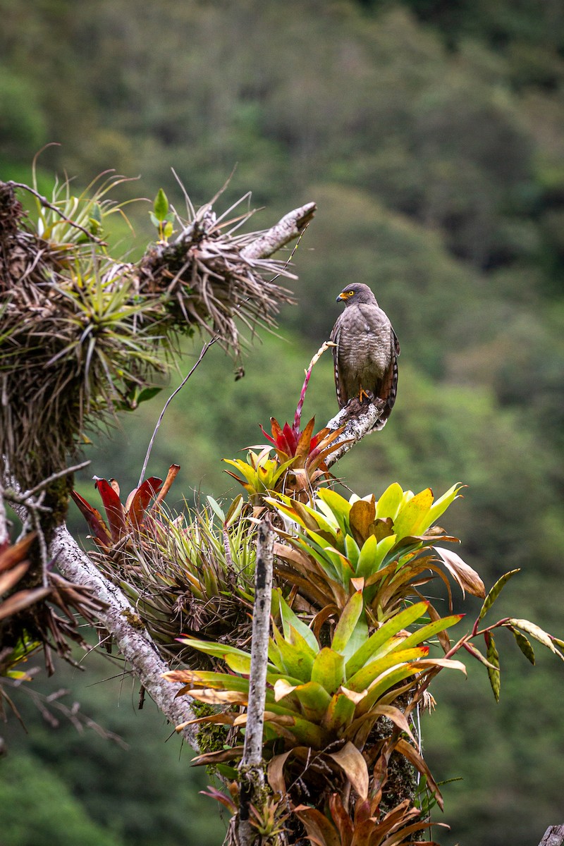 Roadside Hawk - ML620327597