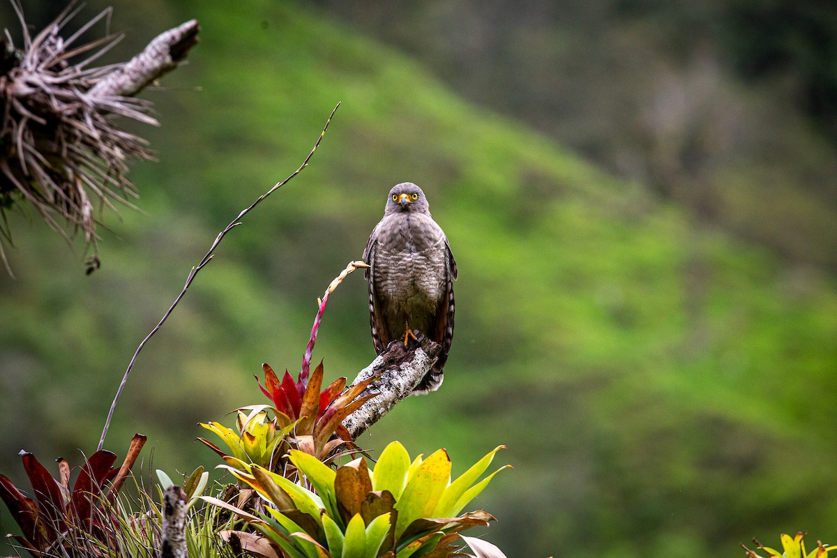 Roadside Hawk - ML620327600