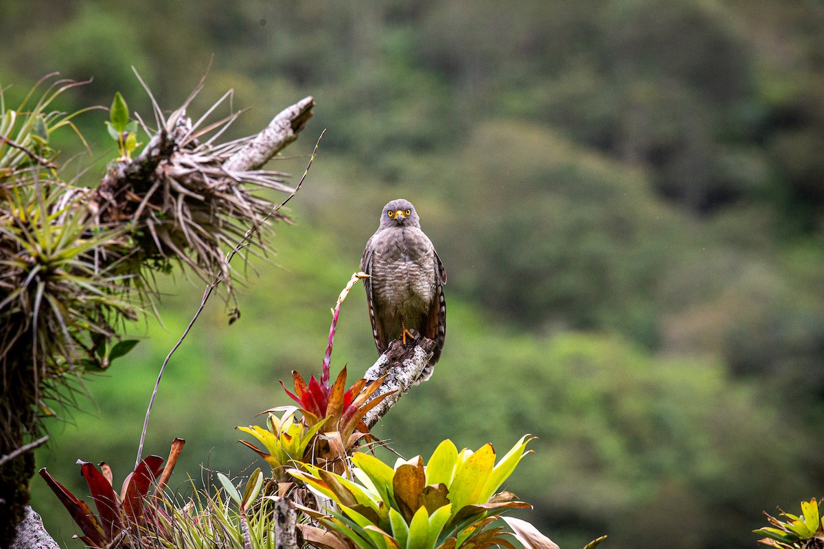 Roadside Hawk - ML620327602