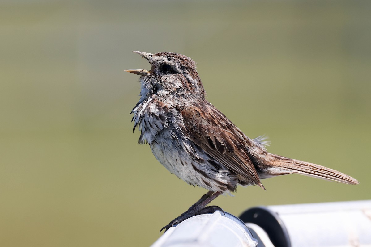 Song Sparrow - ML620327604