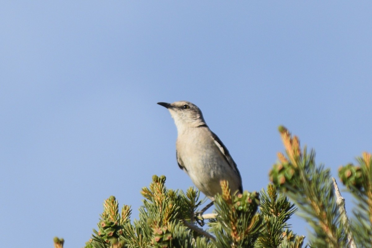 Northern Mockingbird - ML620327605