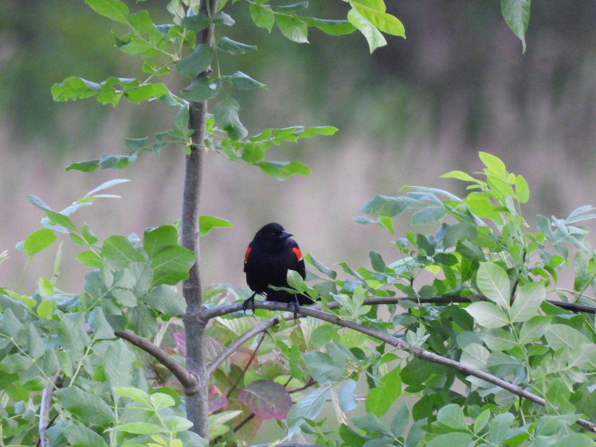 Red-winged Blackbird - ML620327606
