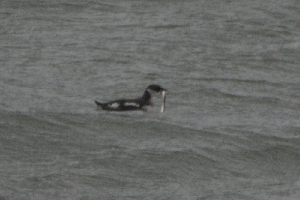 Marbled Murrelet - ML620327617